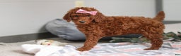 Standard Poodle dogs for sale: Lola AKC - Ad 4