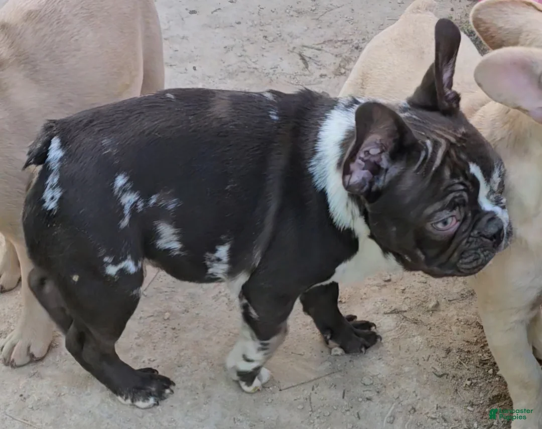 French Bulldog dogs for sale: French Bulldog Puppy 1 - Ad 11