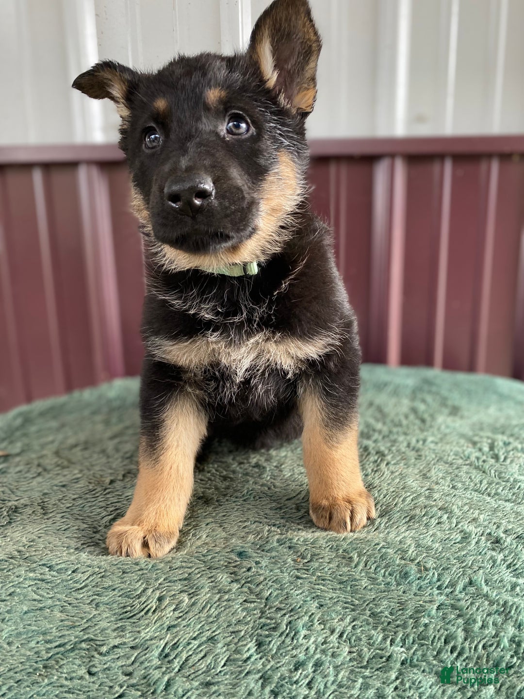 German Shepherd dogs for sale: German Shepherd Puppy 6 Twila - Ad 3