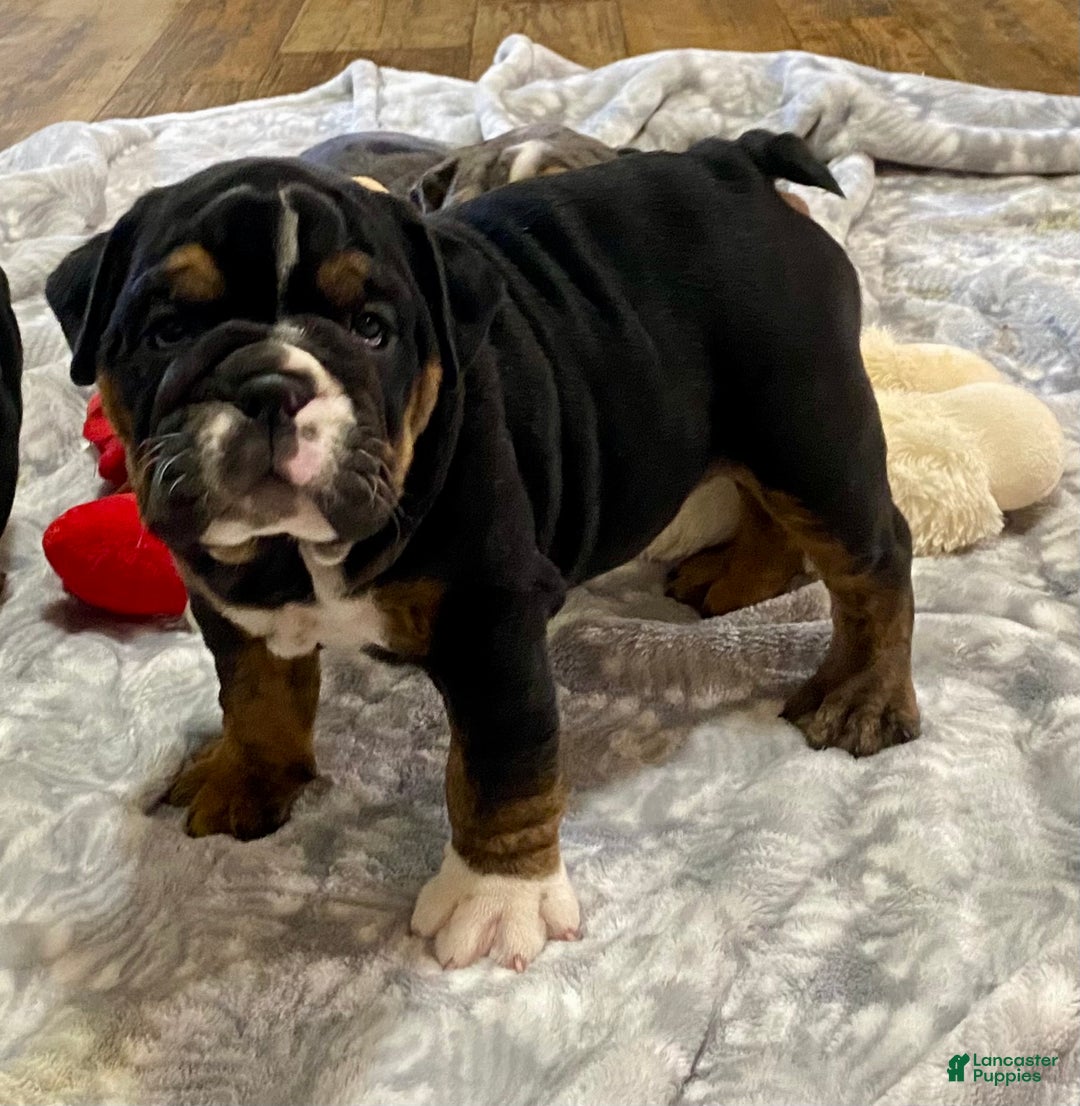 English Bulldog dogs for sale: Opal - Ad 7