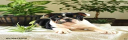 English Bulldog dogs for sale: Catherine - Ad 3