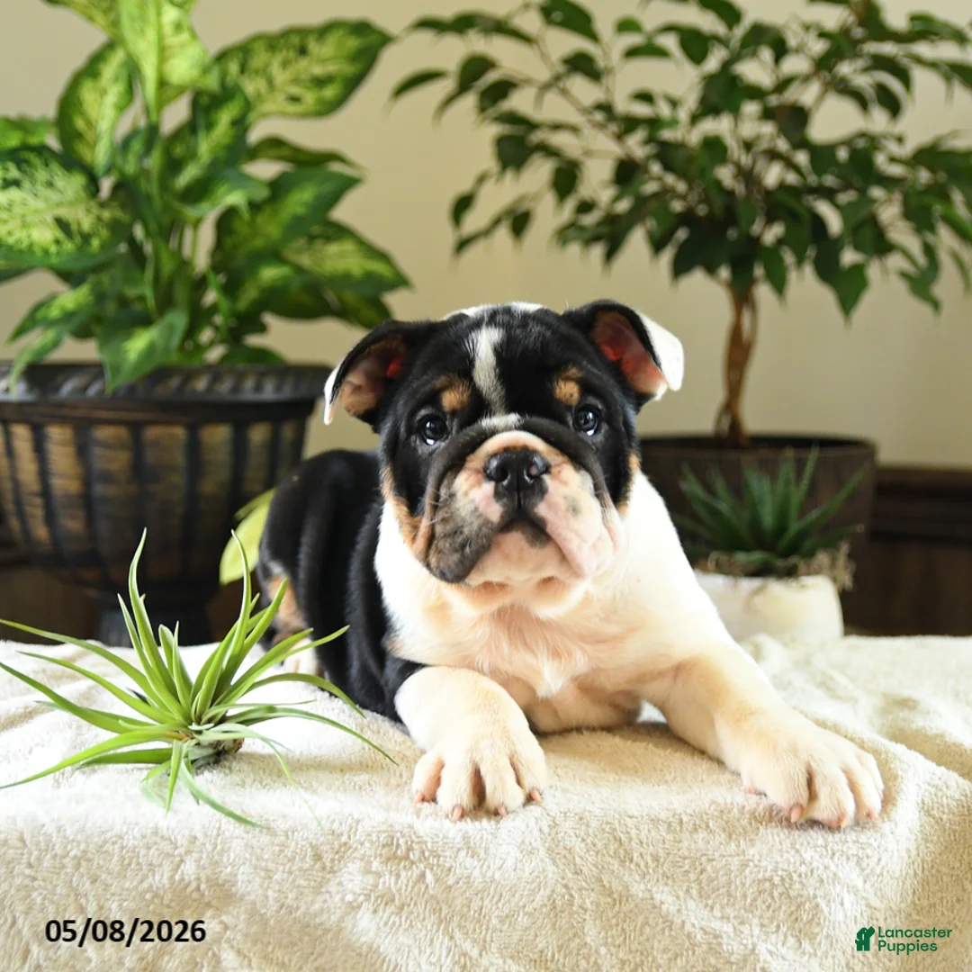 English Bulldog dogs for sale: Catherine - Ad 3