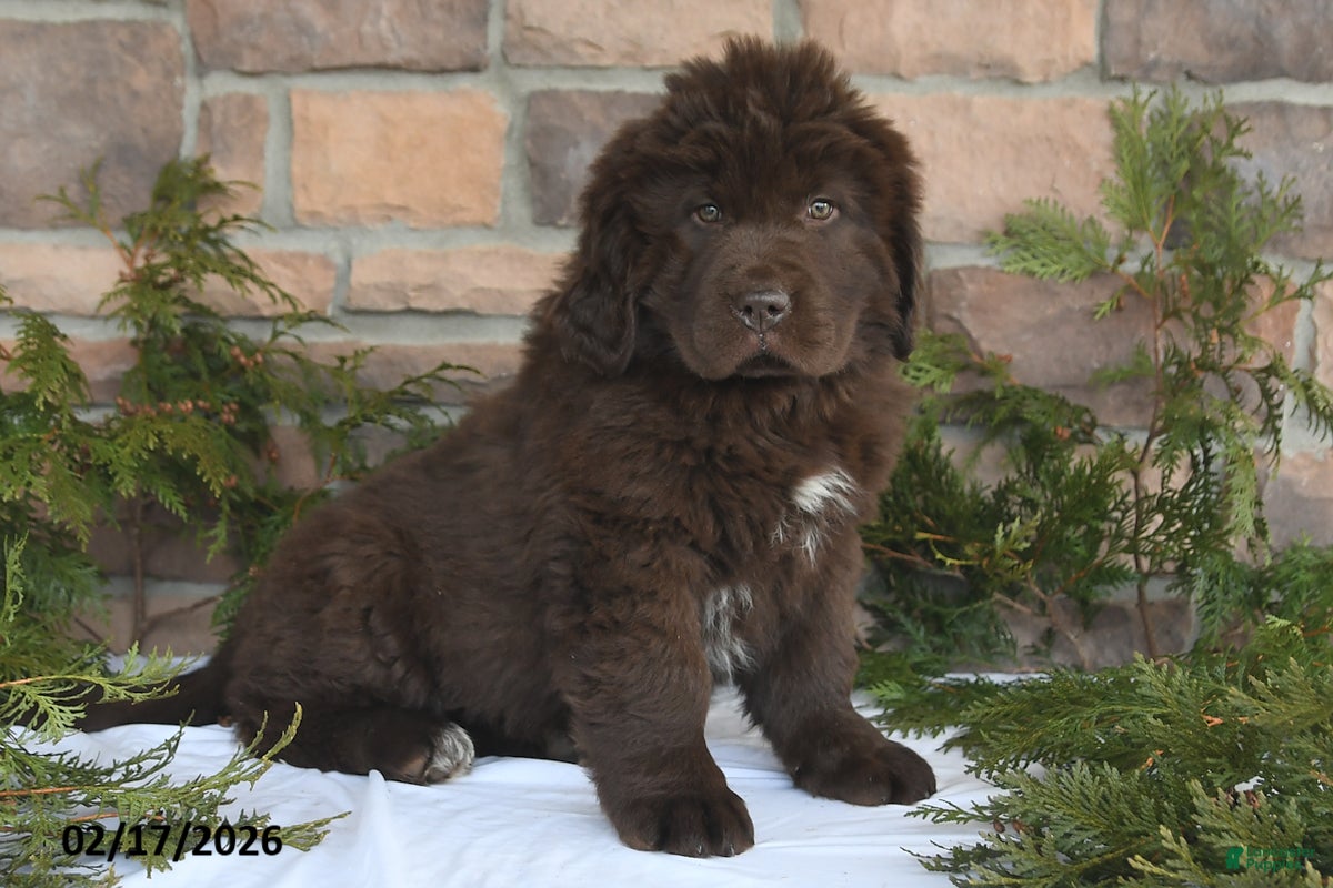 Newfoundland dogs Natalie - Ad 1