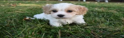 Cavachon dogs for sale: Charlie  - Ad 3