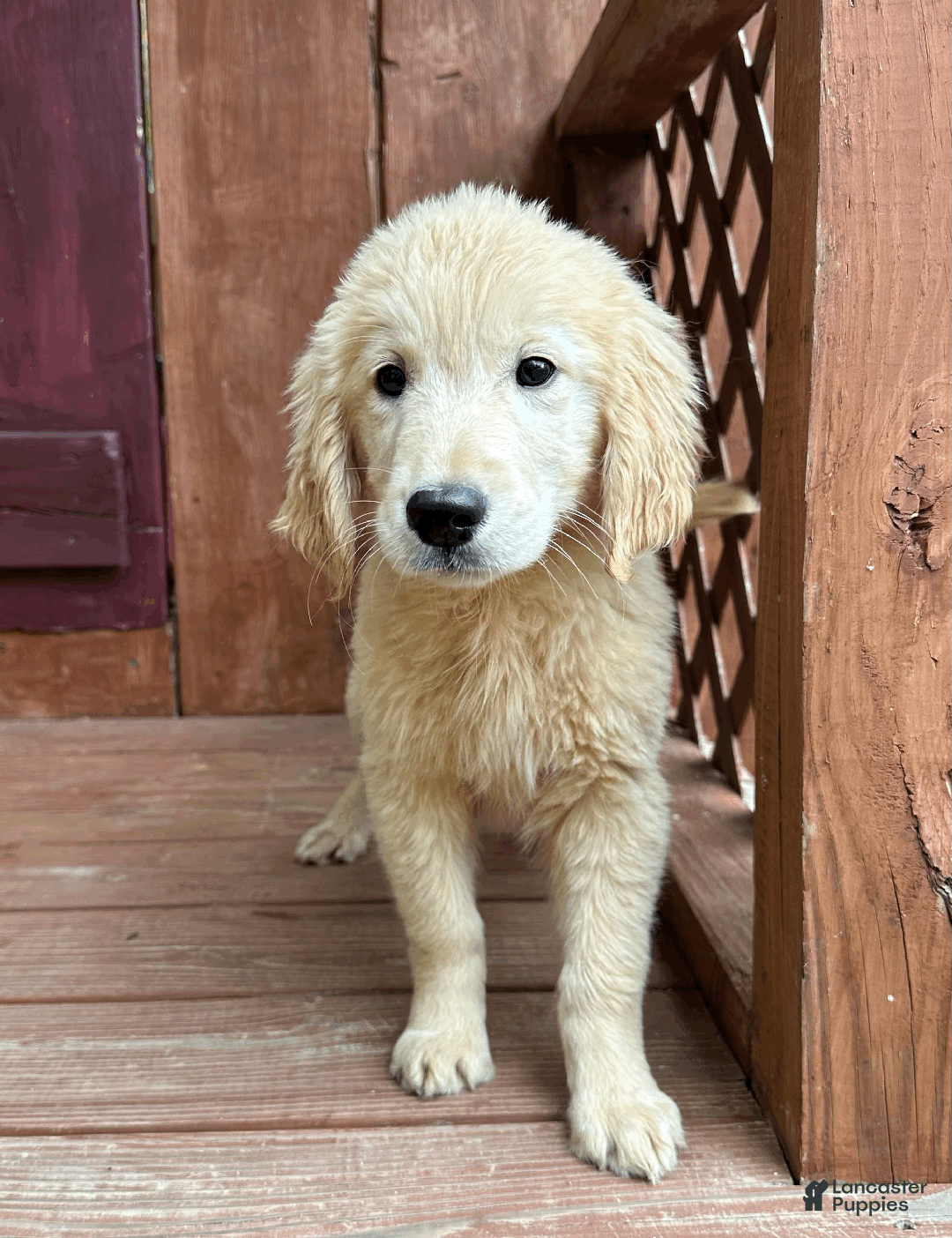 Golden Retriever dogs for sale: AKC Hansel - Ad 4