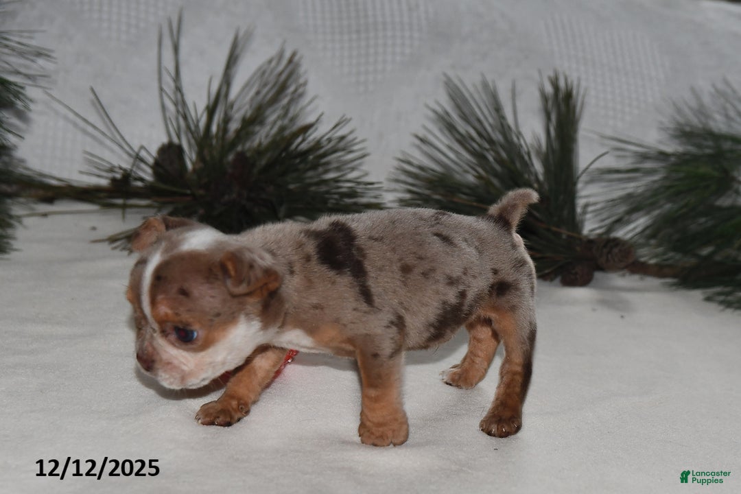 Beabull dogs for sale: Truffles  - Ad 3