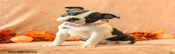 Boston Terrier dogs for sale: Laura - Ad 1