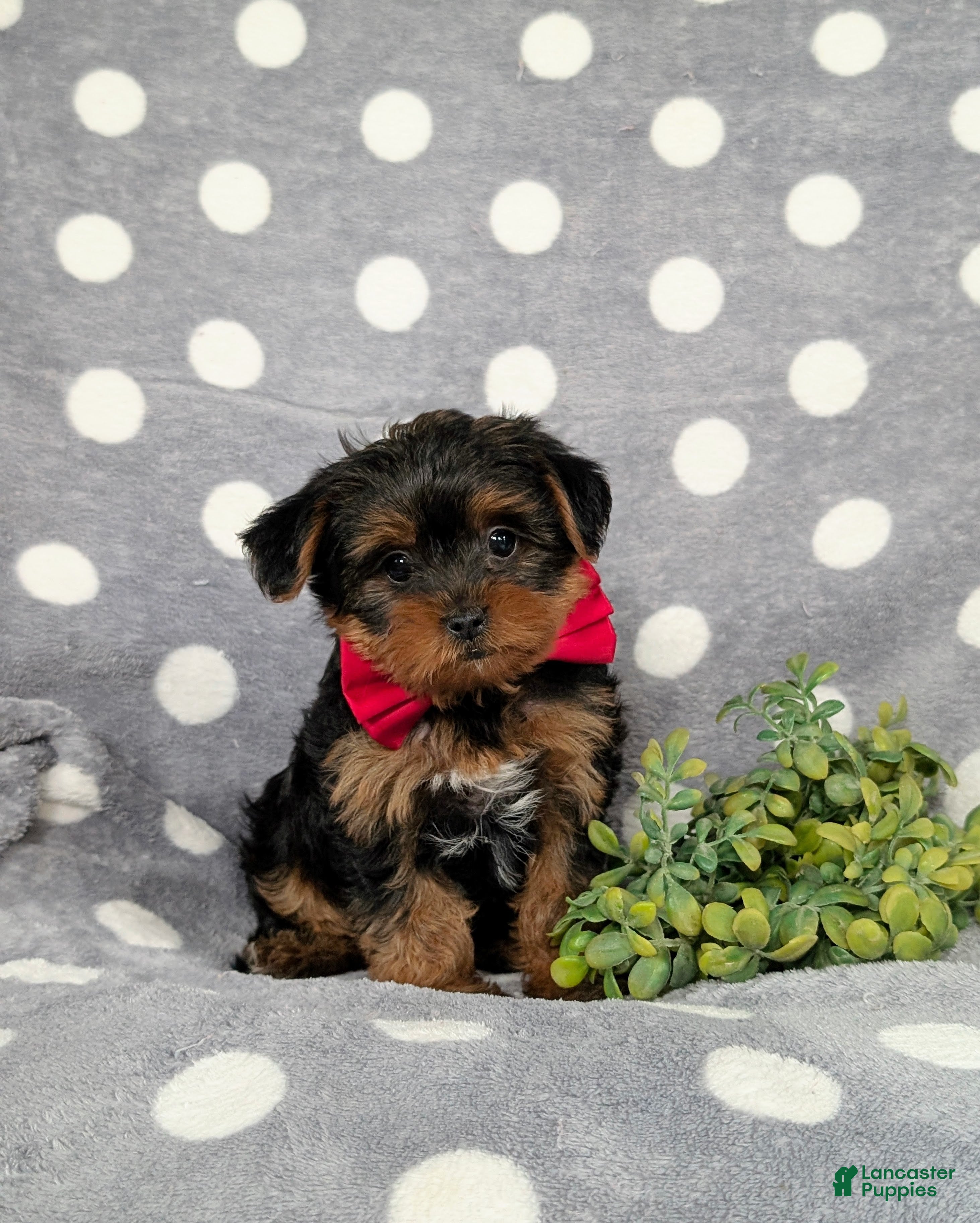 Yorkiepoo dogs Carlton 6 lbs Full Grown - Ad 1