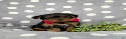 Yorkiepoo dogs for sale: Carlton 6 lbs Full Grown - Ad 1