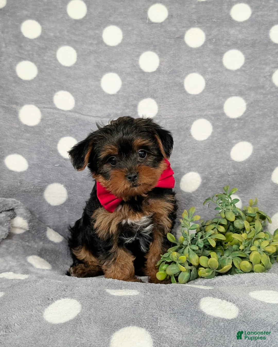 Yorkiepoo dogs for sale: Carlton 6 lbs Full Grown - Ad 1