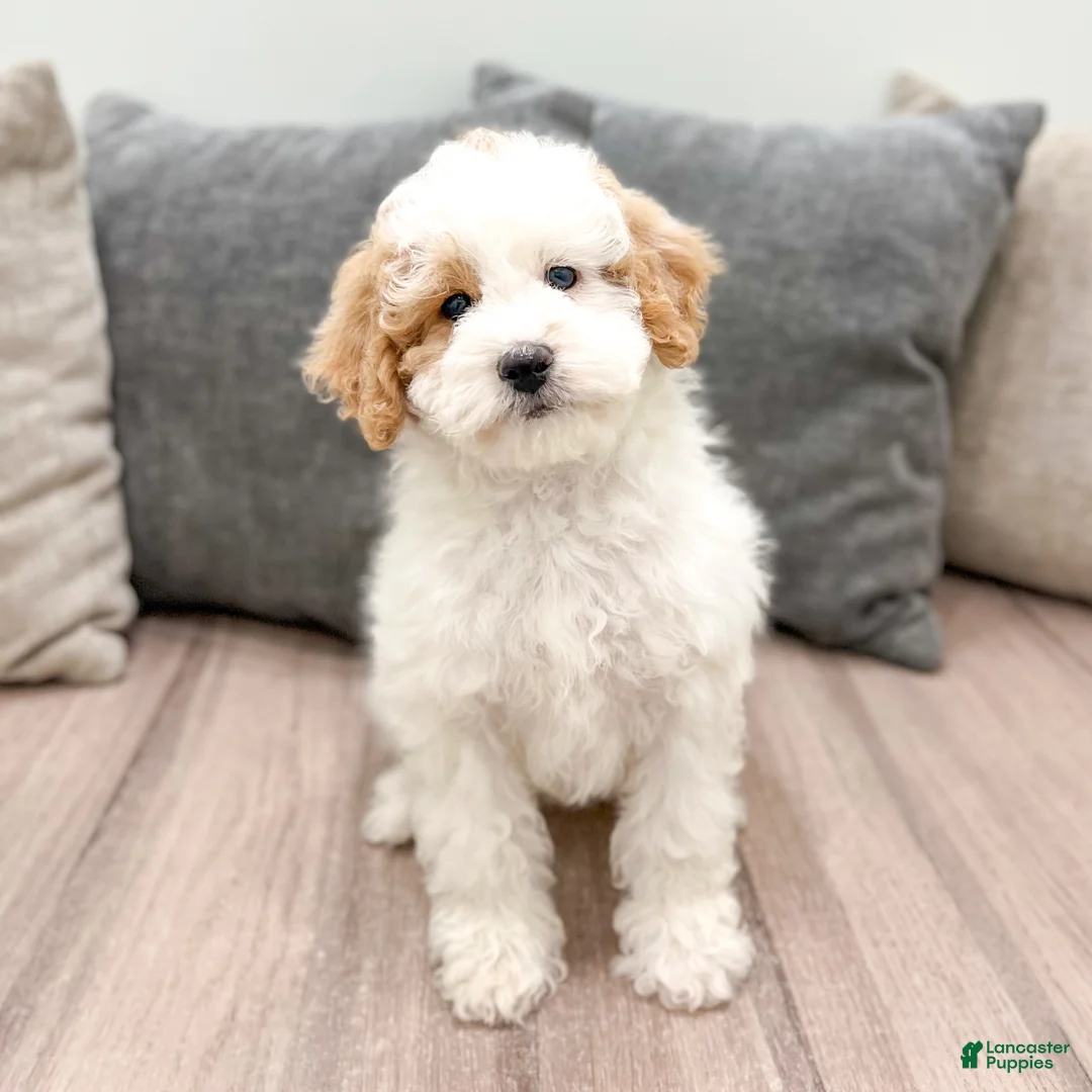 Mixed Breed dogs for sale: Twinkle - Ad 1