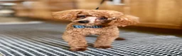 Toy Poodle dogs for sale: Toy Poodle 1 - Ad 2
