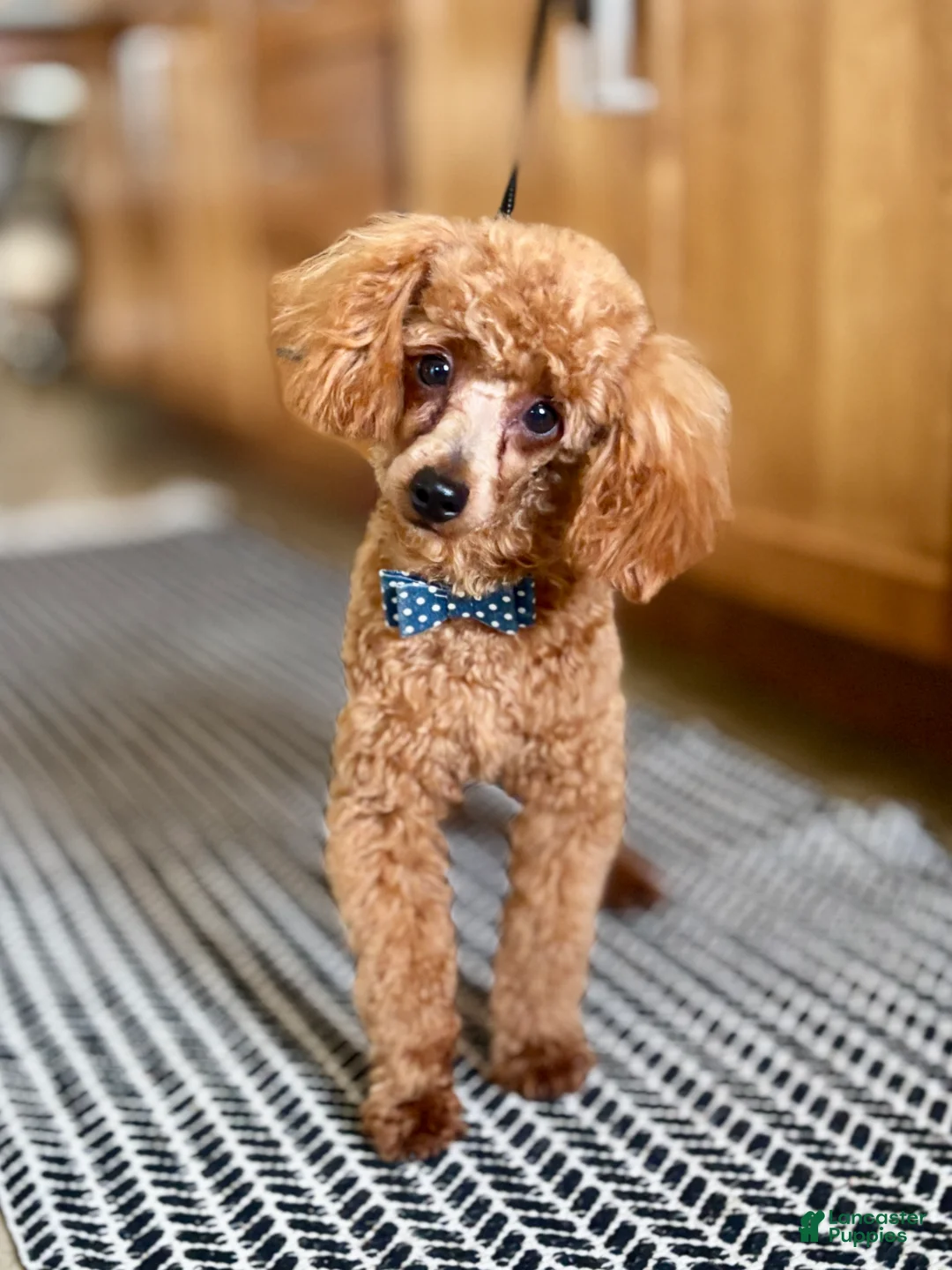 Toy Poodle dogs for sale: Toy Poodle 1 - Ad 2