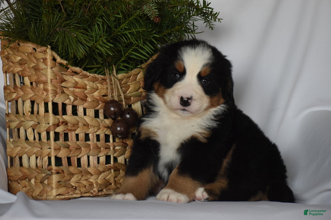 Bernese Mountain Dog dogs for sale: Ember - Ad 8