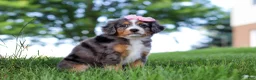 Mini Bernedoodle dogs for sale: Junebug - Ad 4