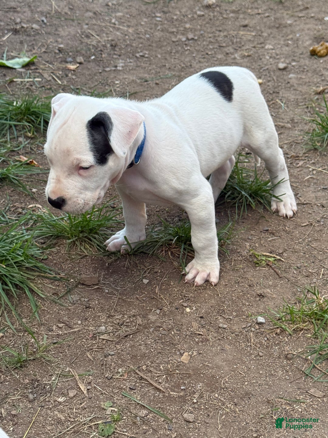 Dogo Argentino dogs for sale: Puppy M3 - Ad 17