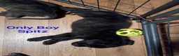 Mixed Breed dogs for sale: Spitz - Ad 2