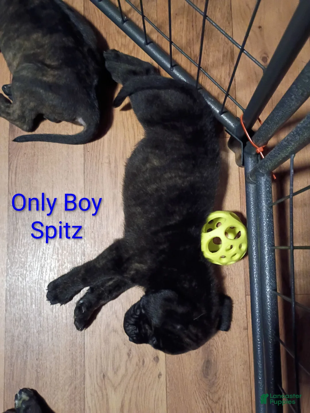 Mixed Breed dogs for sale: Spitz - Ad 2