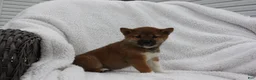 Shiba Inu dogs for sale: Karis - Ad 6