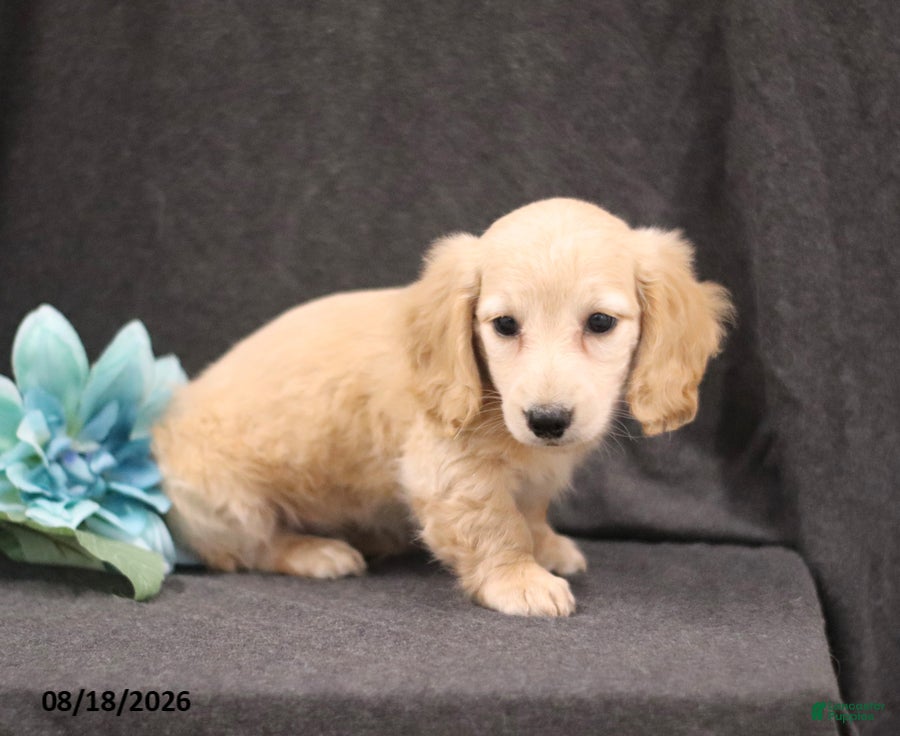 Miniature Dachshund dogs Quest - Ad 2