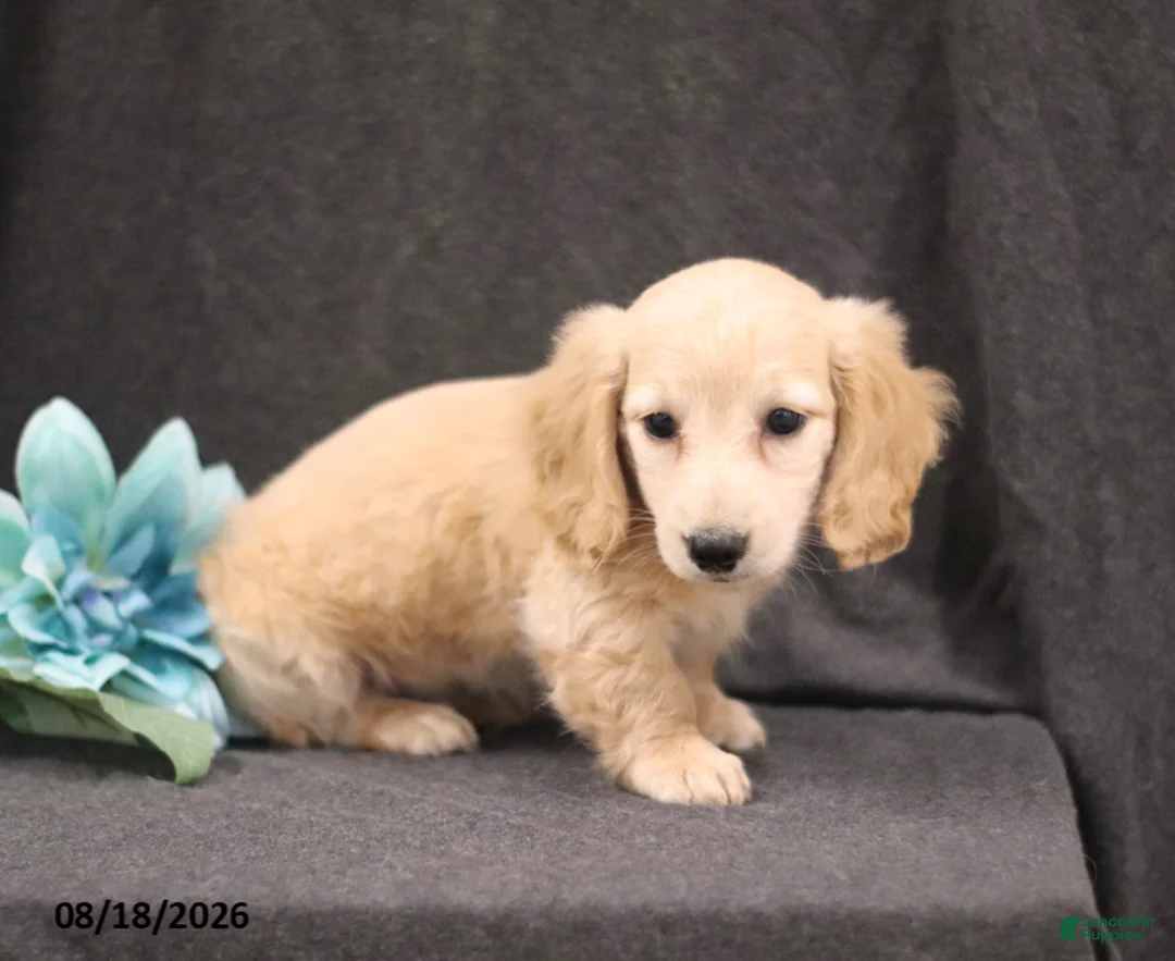 Miniature Dachshund dogs for sale: Quest - Ad 2