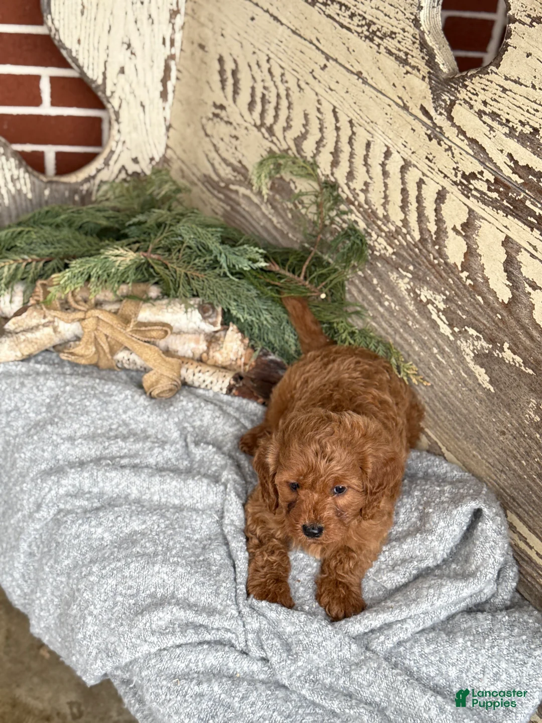 Mixed Breed dogs for sale: Stott - Ad 5