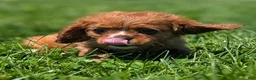 Cavalier King Charles Spaniel dogs for sale: Ruby - Ad 3