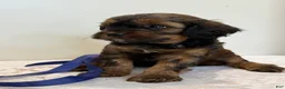 Cavapoo dogs for sale: Coffee Cavapoo  - Ad 3