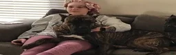 Cane Corso dogs for sale: Baloo  - Ad 9