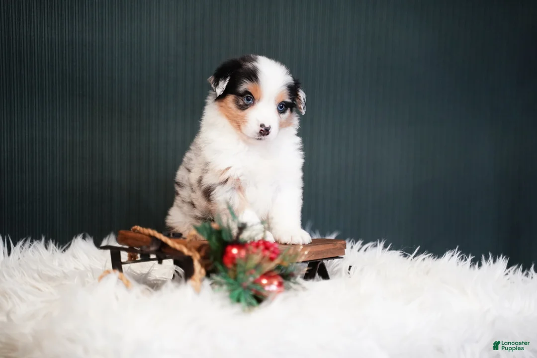 Miniature Australian Shepherd dogs for sale: Blake - Ad 1