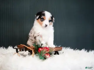 Miniature Australian Shepherd dogs Blake - Ad 1