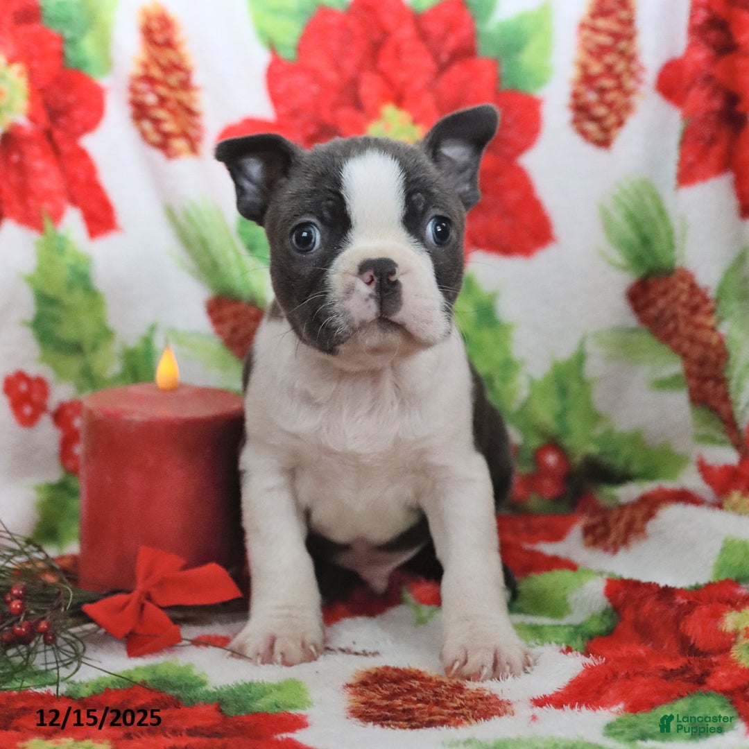 Boston Terrier dogs for sale: Hank - Ad 3