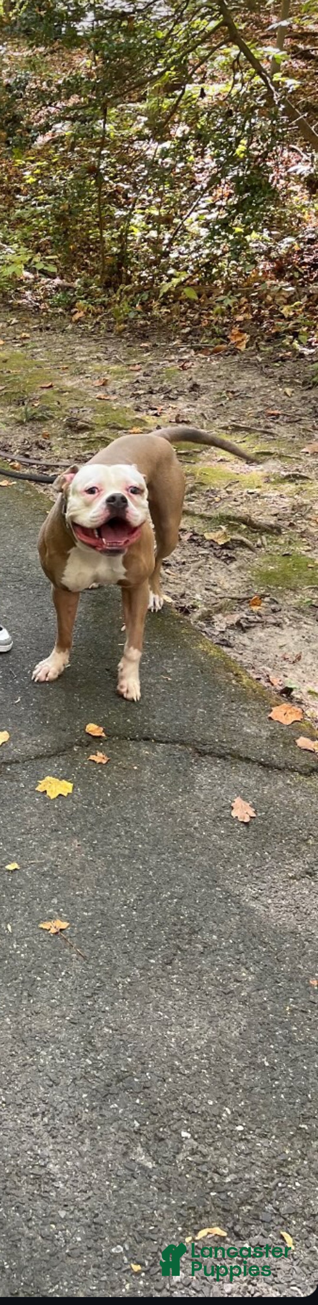 Mixed Breed dogs for sale: Tiger - Ad 6