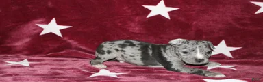 Ace