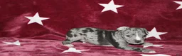 American Bully dogs for sale: Ace - Ad 7
