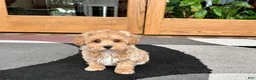 Havapoo dogs for sale: Havapoo Puppy 3 - Ad 5