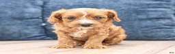 Cavapoo dogs for sale: Blaze - Ad 2