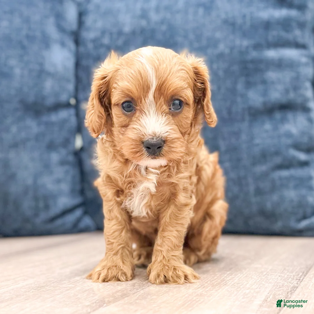 Cavapoo dogs for sale: Blaze - Ad 2