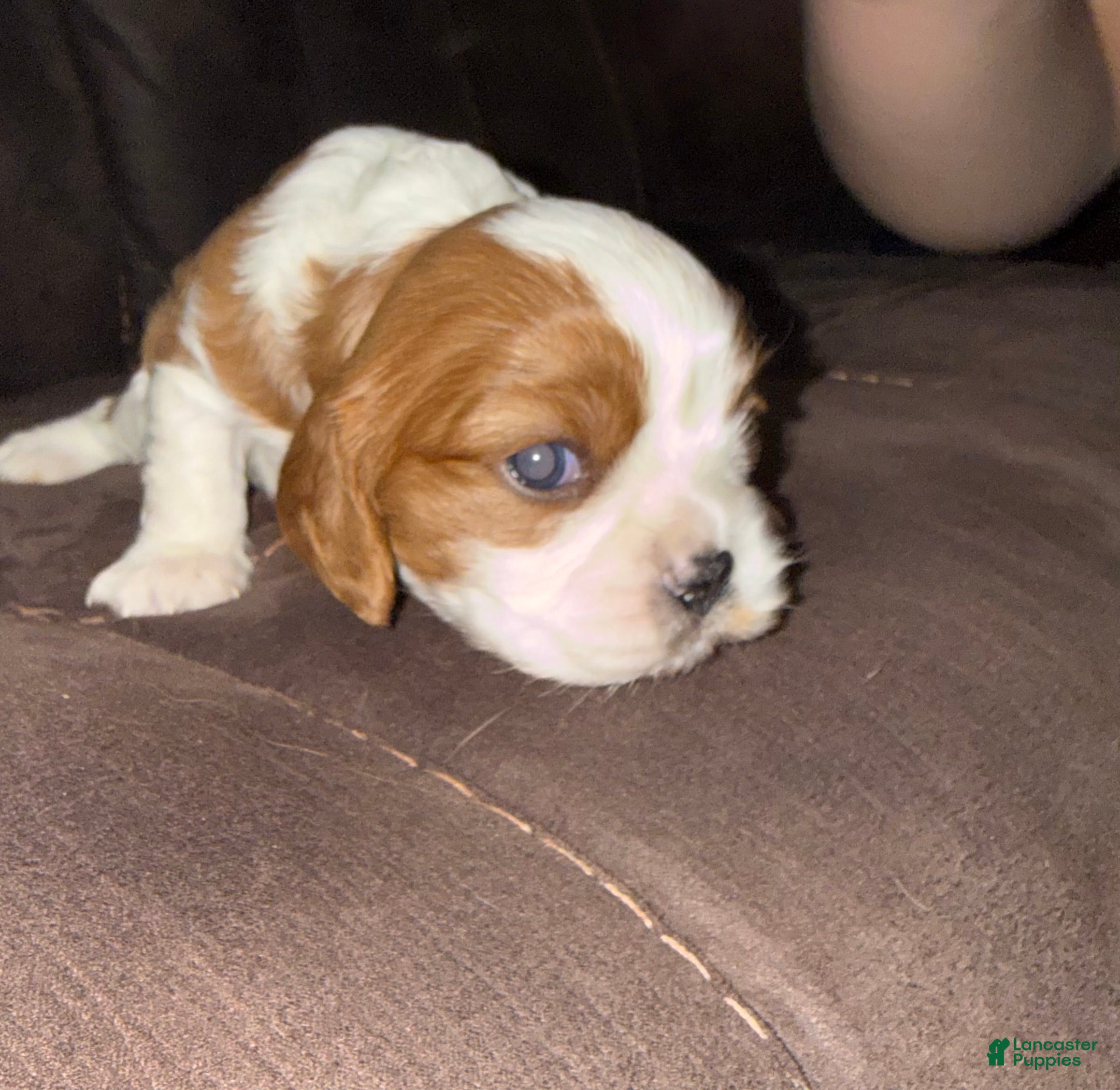Cavalier King Charles Spaniel dogs for sale: Cavalier King Charles Spaniel - Chester - Ad 1