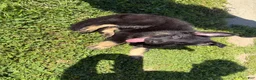 German Shepherd dogs for sale: Tom - Ad 3