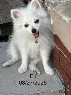Pomeranian dogs Eli - Ad 2
