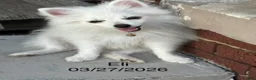 Pomeranian dogs for sale: Eli - Ad 2