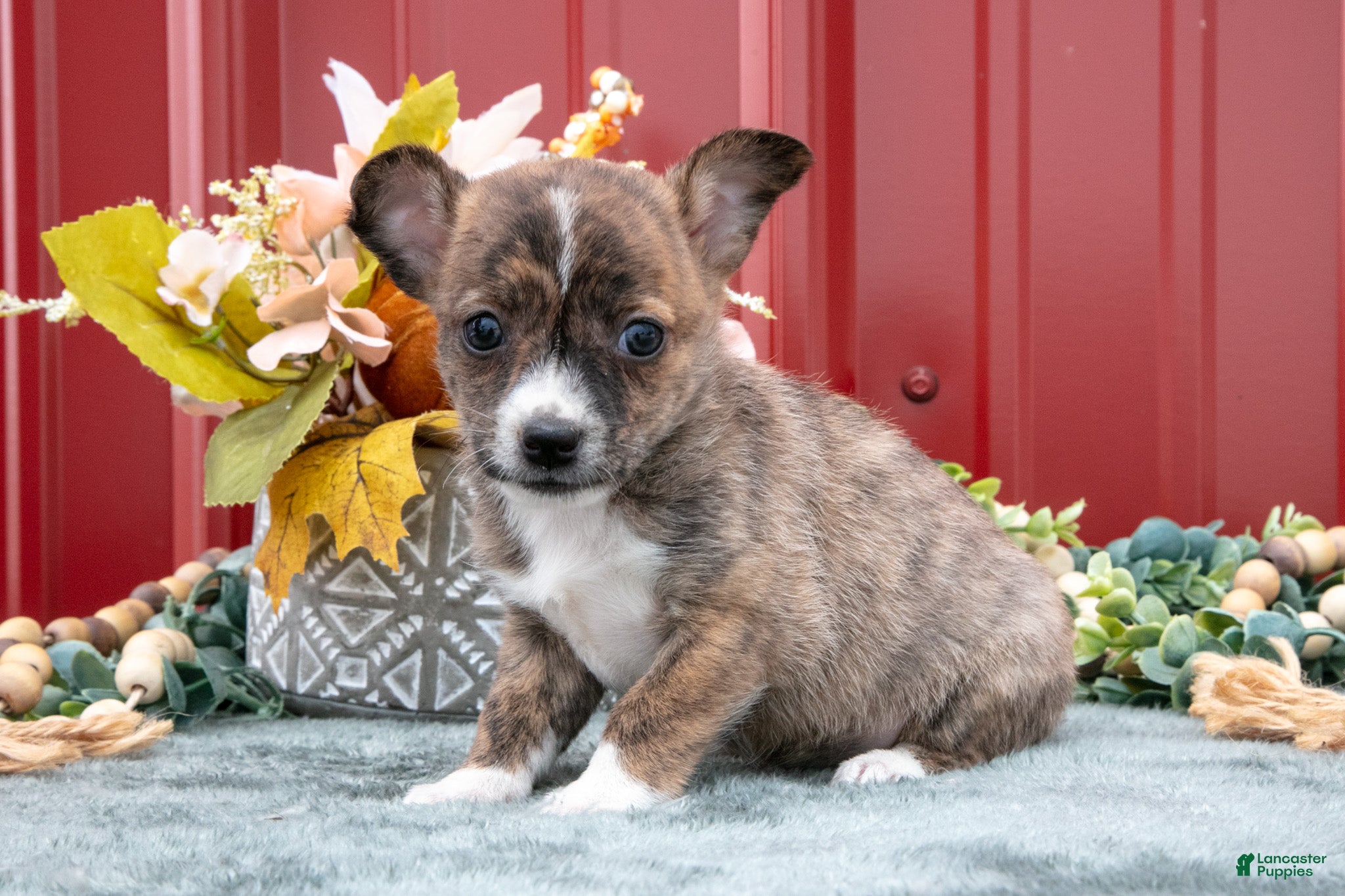 Jack Chi dogs Laurie - Ad 1