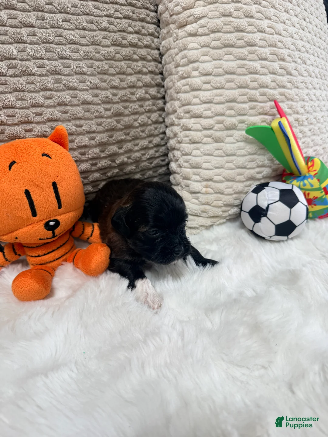 Mixed Breed dogs for sale: Brownie  - Ad 2