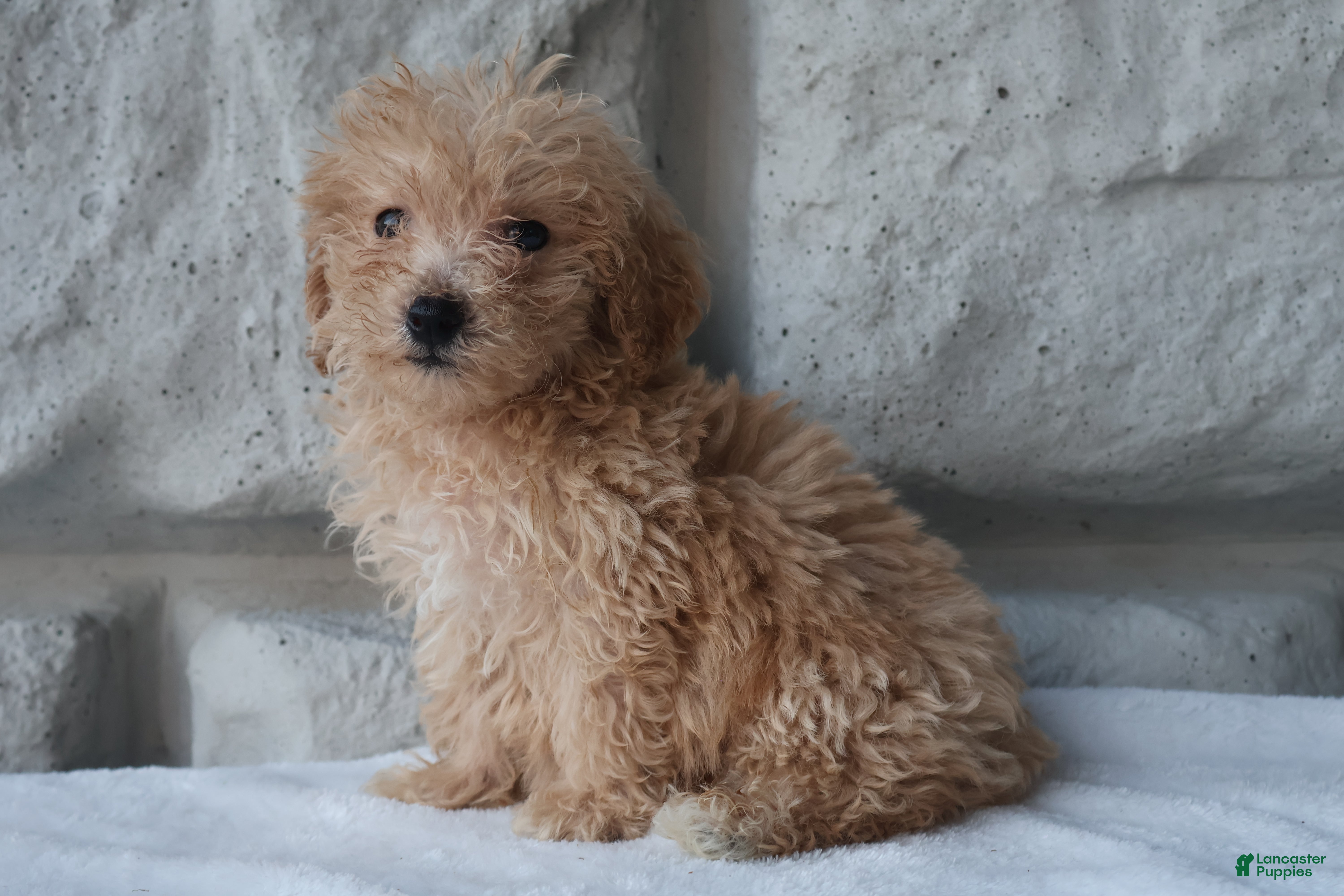 Bichpoo dogs Mia - Ad 1