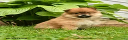 Pomeranian dogs for sale: Harley - Ad 5
