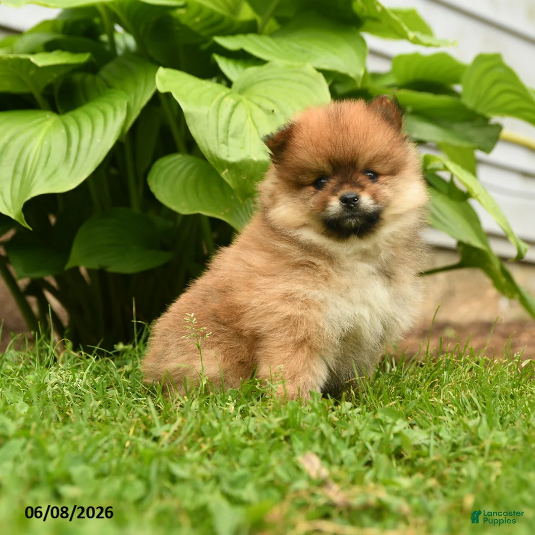 Pomeranian dogs for sale: Harley - Ad 5