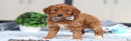 Goldendoodle dogs for sale: Oakley - Ad 3
