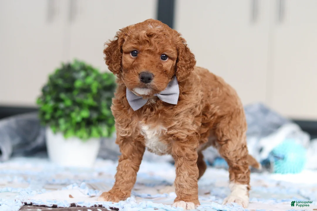 Goldendoodle dogs for sale: Oakley - Ad 3