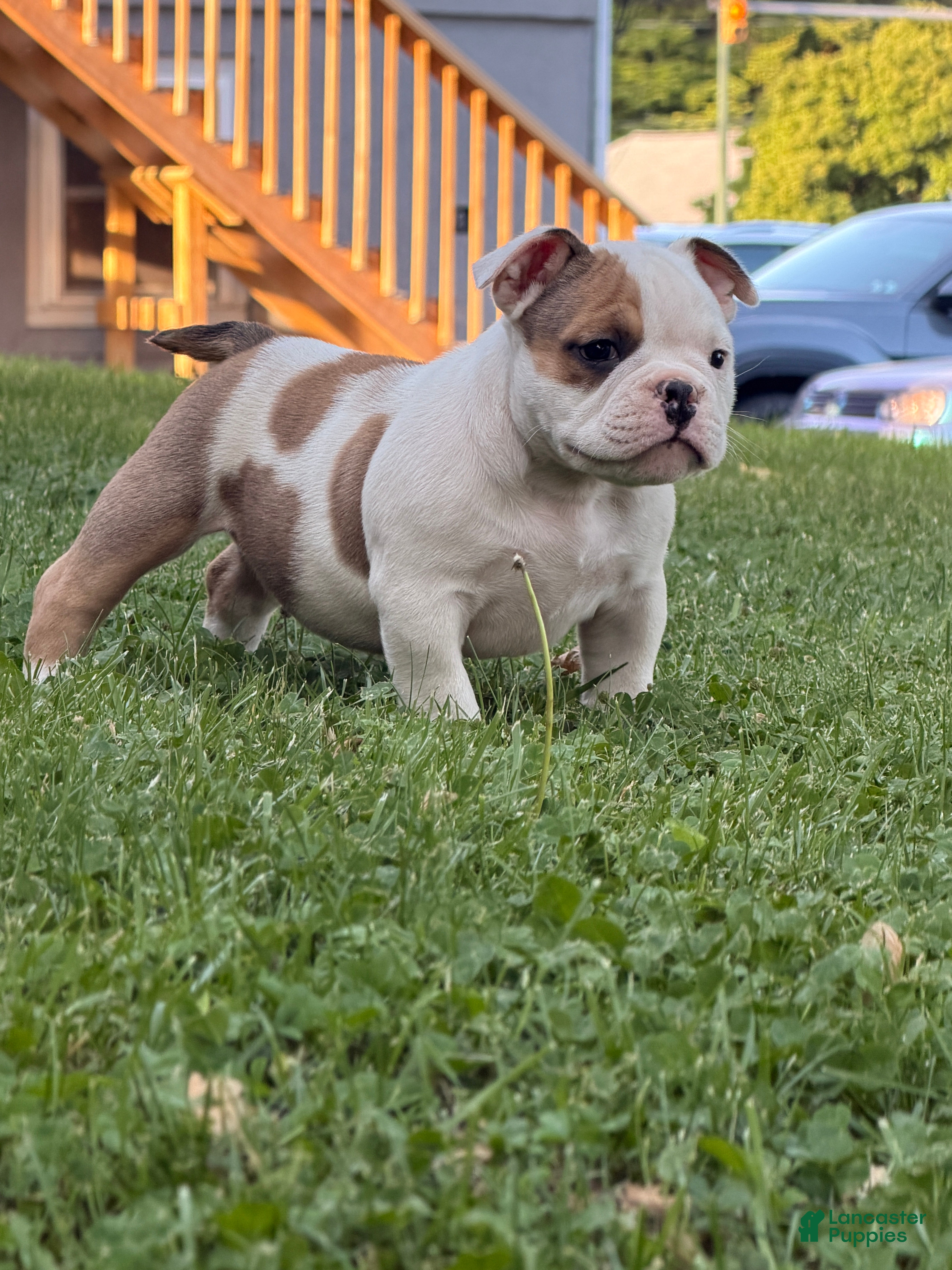 American Bully dogs for sale: American Bully Puppy 1 - Ad 6